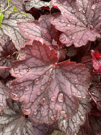 Raindrops on Coral Bell leaves