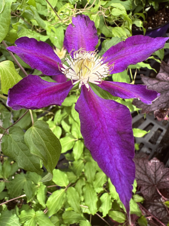 Gorgeous clematis