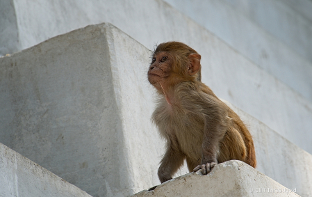 Monkey at Paspupati
