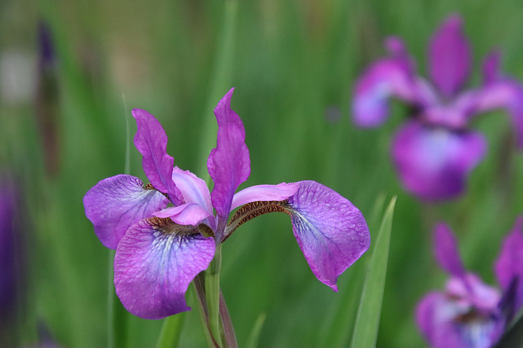 Water Iris