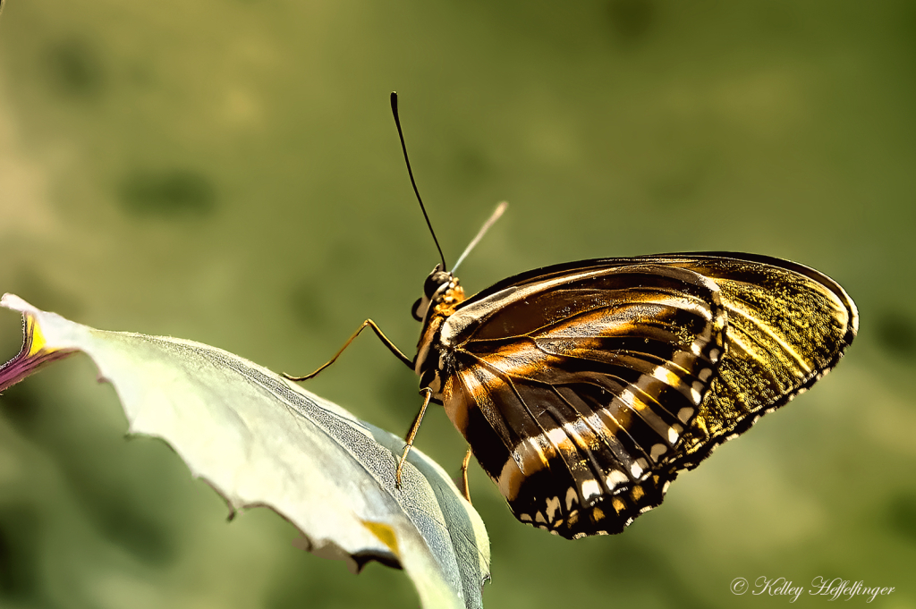 Gold Dust - ID: 16114184 © Kelley J. Heffelfinger