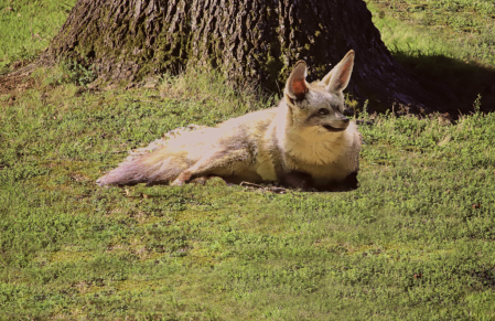 Bat-eared Fox 