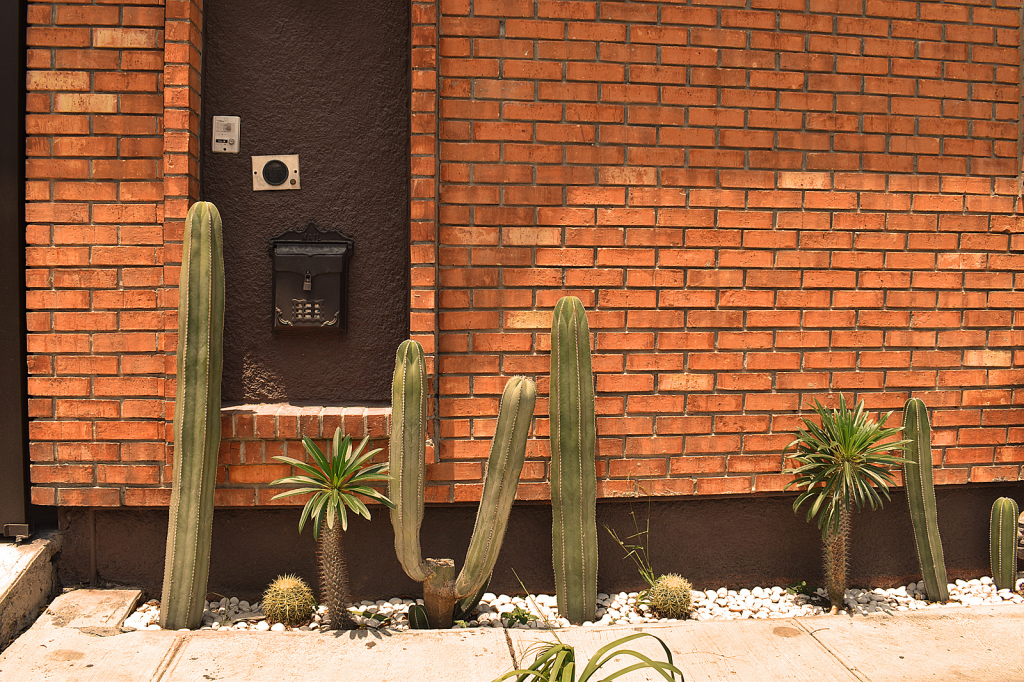 A LITTLE GARDEN WITH PLANTS FROM THE DESERT