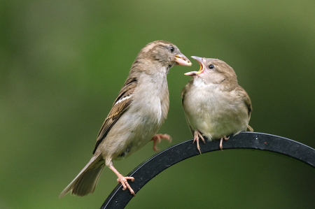 Sparrow Mother and Fledgling