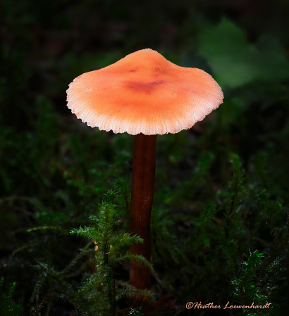 Modest Mushroom