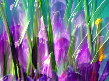 Spring Abstract