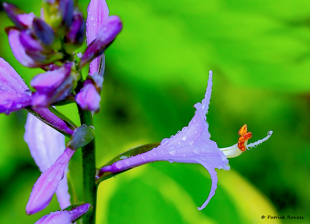 Hosta Blooms