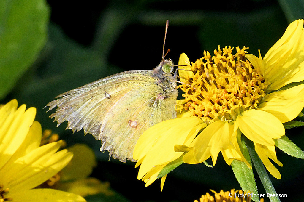 as light as gossamer wings.....