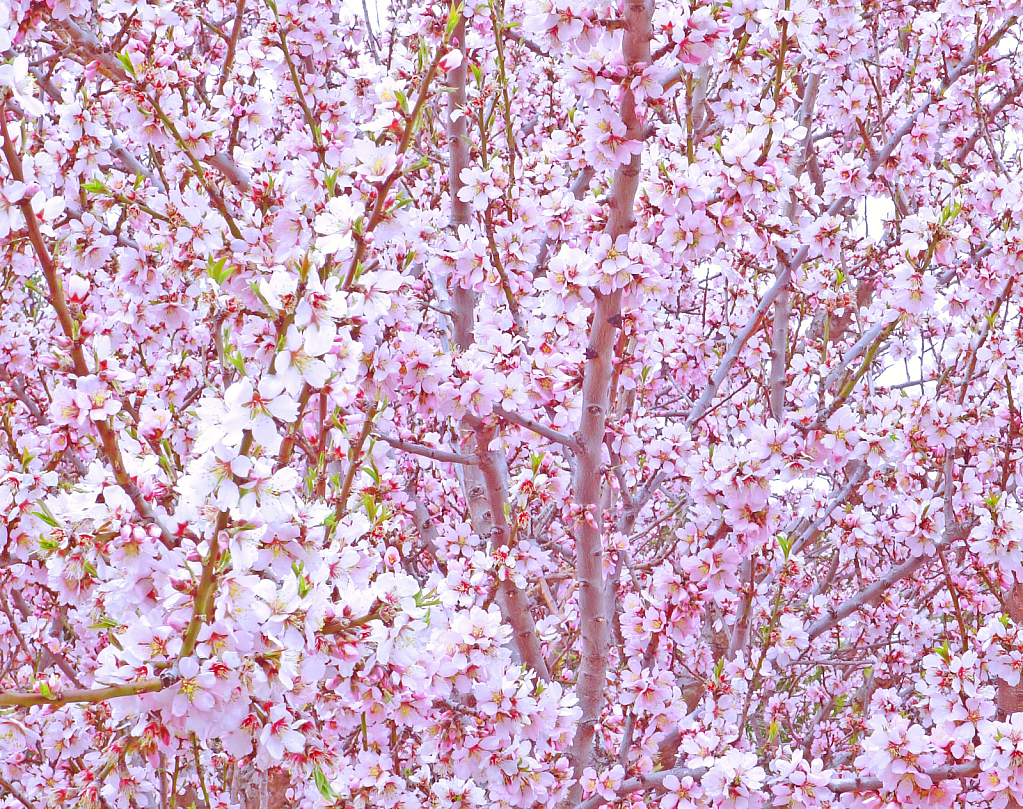 Cherry Bloom.