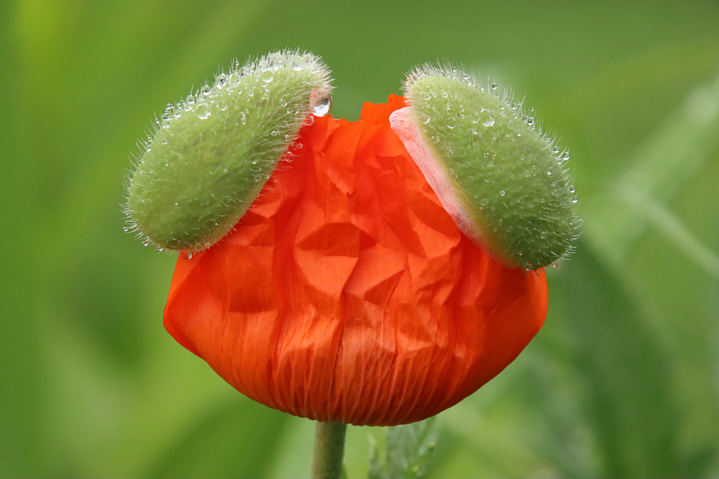 Poppy Ears