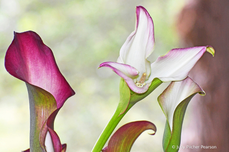 the graceful calla lily........