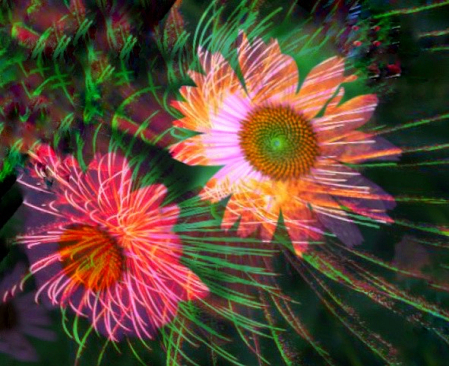 Two images: Cone Flower on Fireworks 