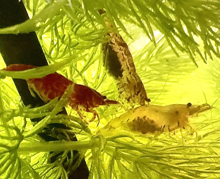 Three female shrimp carryiing their eggs
