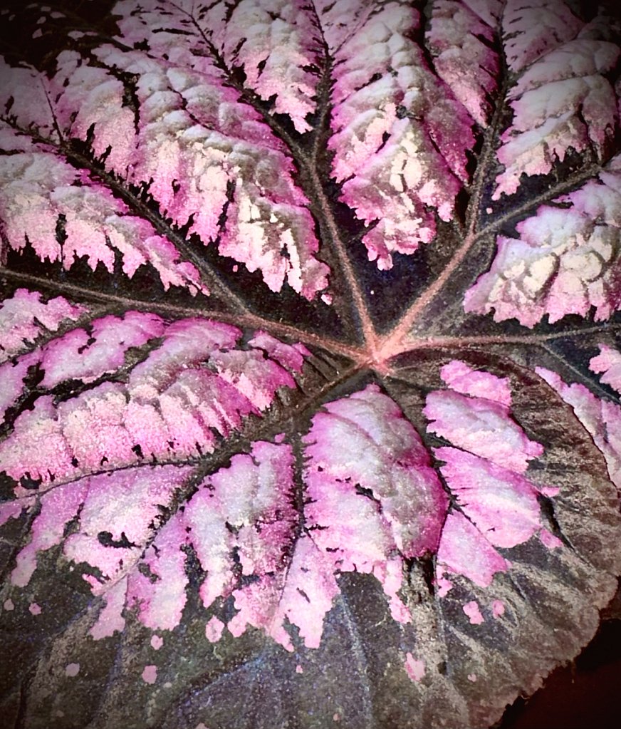 Beautiful Begonia Rex - ID: 16114394 © Elizabeth A. Marker