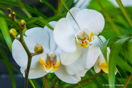 Backyard Orchids