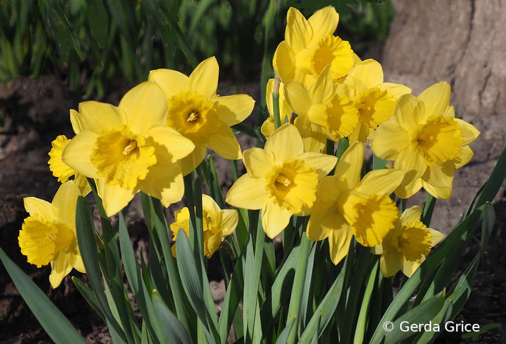 A Bed of Daffodils