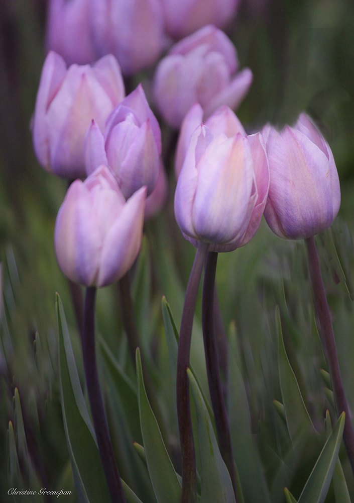 Lavender Tulips