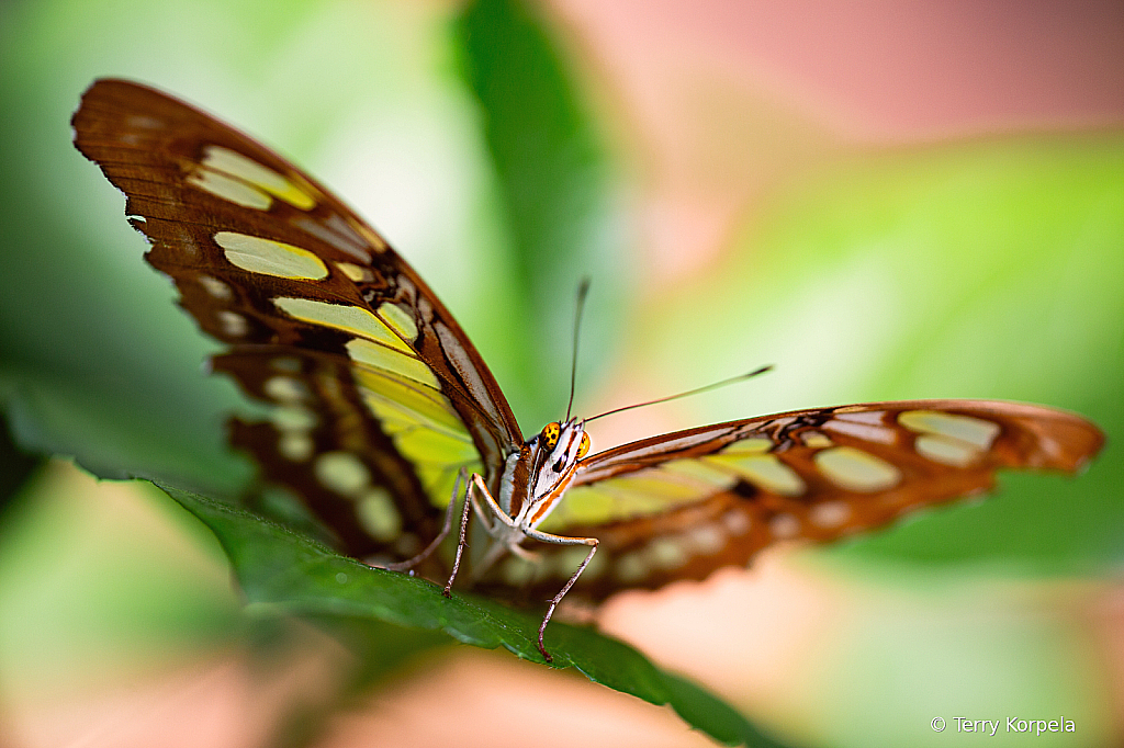 Malachite Butterfly