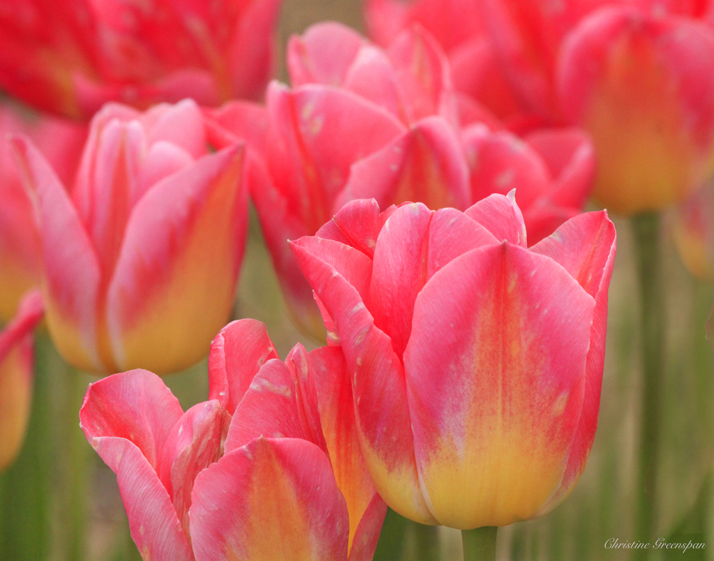 Pink and Yellow Tulips