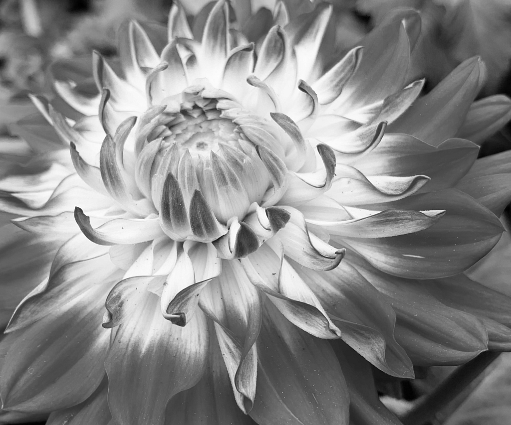 Dahlia in b&w