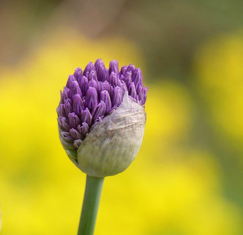 Allium Opening