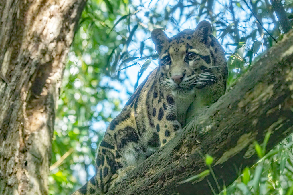 Clouded Leopard