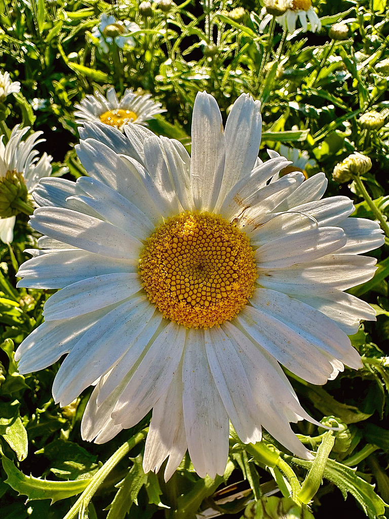 Face of daisy  - ID: 16114462 © Elizabeth A. Marker