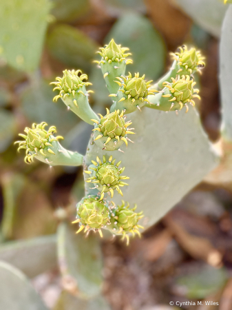 Cactus Buds 