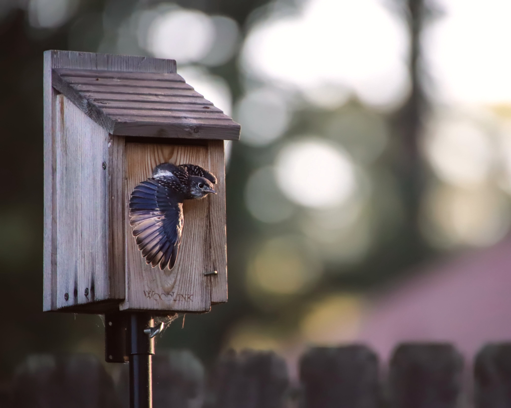 Blue bird first flight!