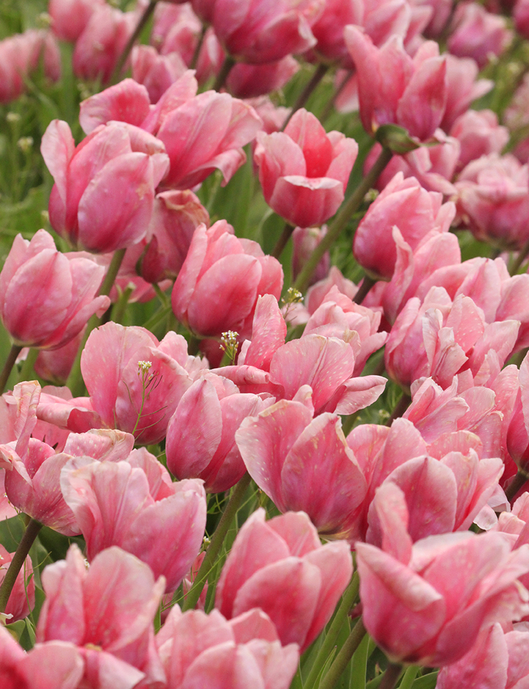 In The Tulip Field