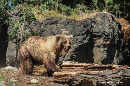 Beary Camouflaged