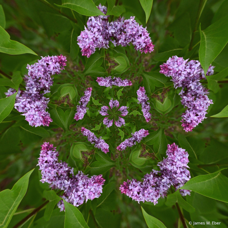 Lilac Morph