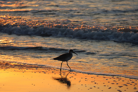 Sunrise at the Beach