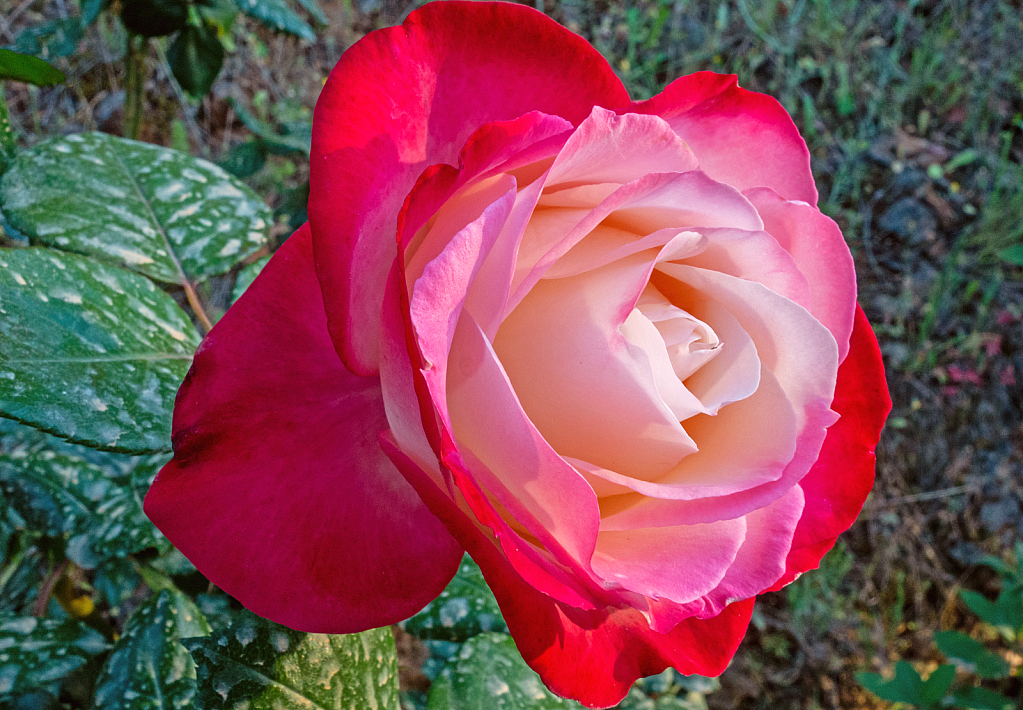 Pink Rose and beautiful.