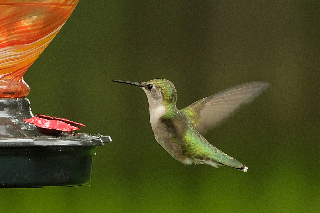 Hummingbird