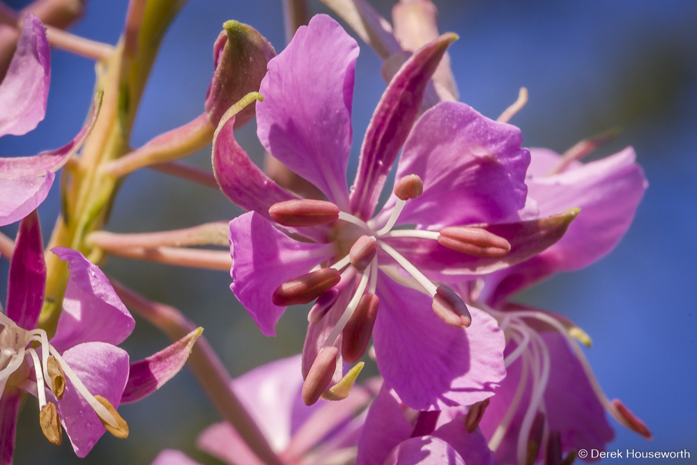 Fireweed Blossoms