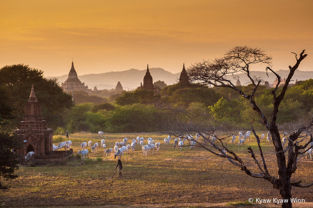 Evening of Bagan