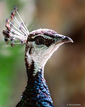 Peacock (headshot)