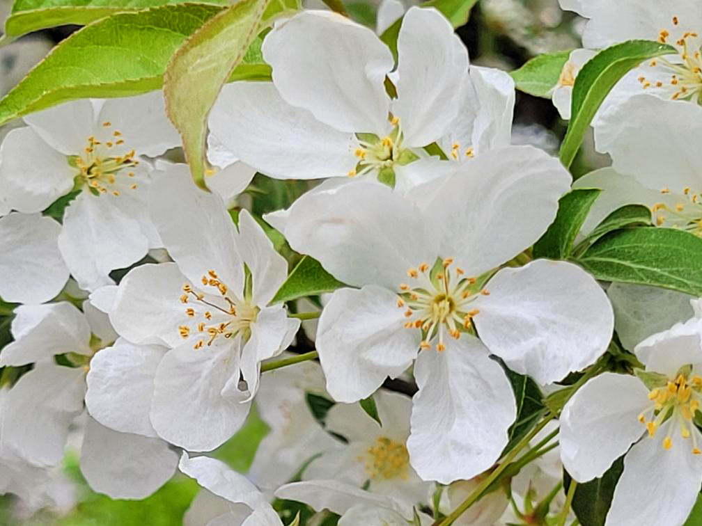 Spring Blossoms