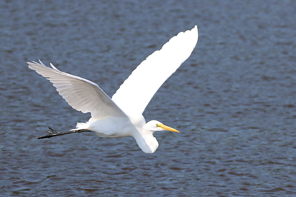 Great Egret Fly By