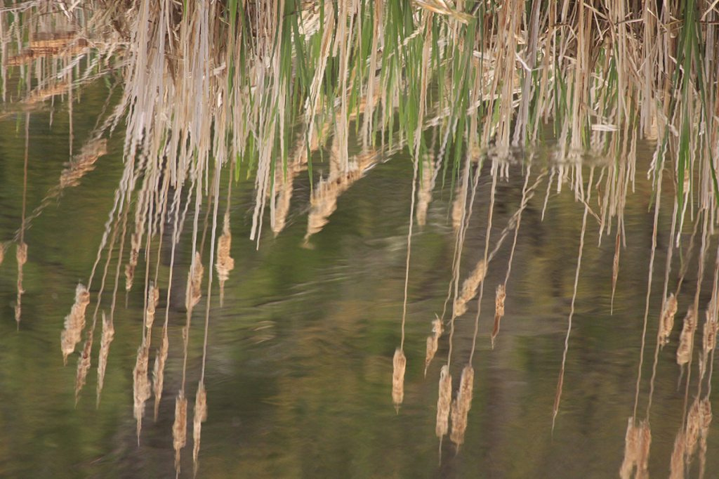 Swamp Reflection