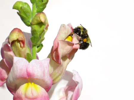 Bee and Snapdragon