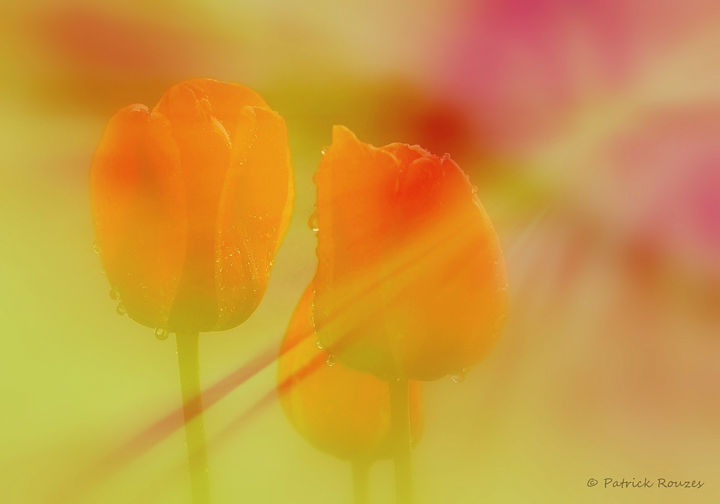 Rays On Tulips