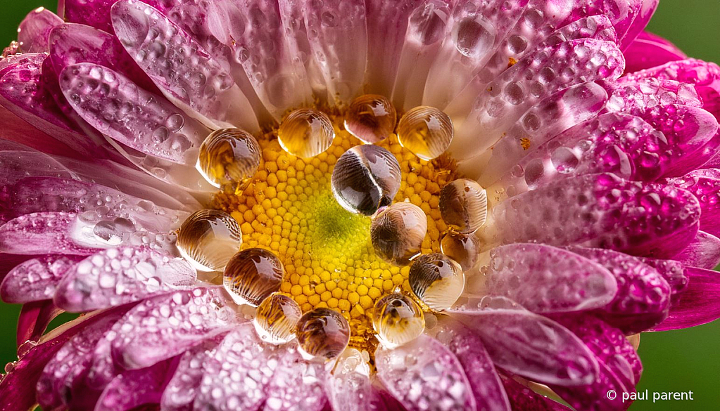 May 2024 Photo Contest Grand Prize Winner - Sunny and wet
