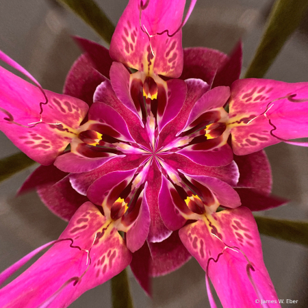 Pink orchid inverted morphed