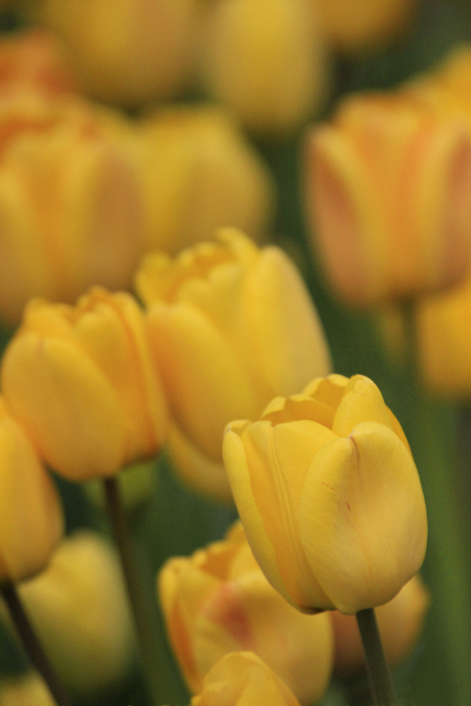 Yellow Tulips