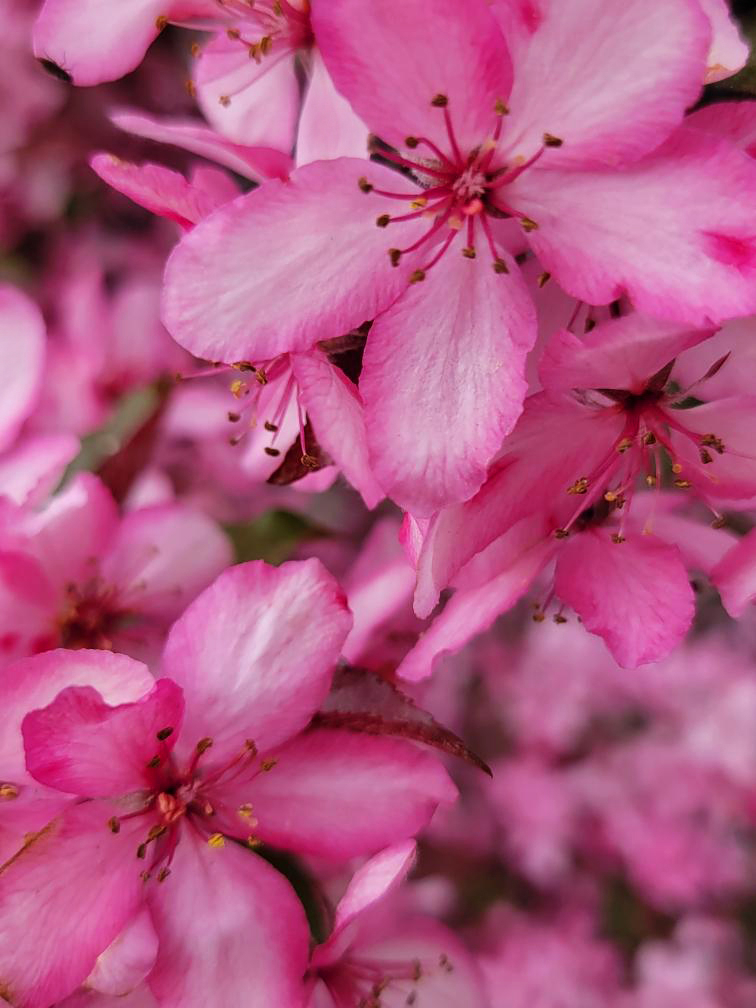 Pink Blossoms