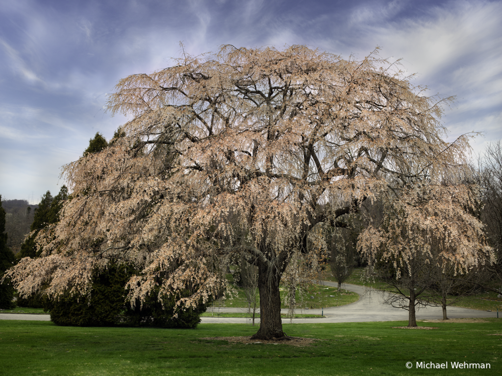 Tree of Life