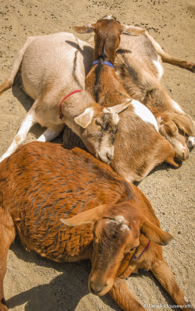 Petting Zoo Goats