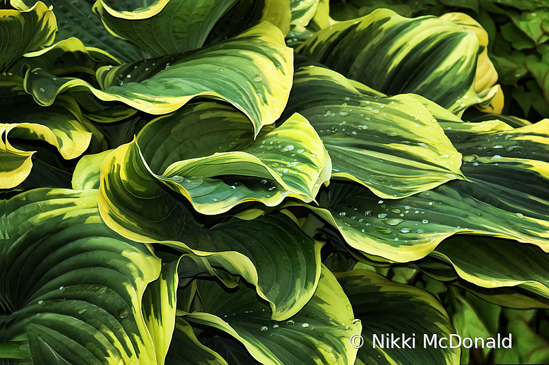 Hosta Leaves after Rain